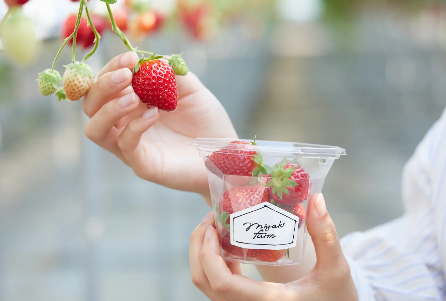 【MIGAKI FARM】いちご狩り1月2日スタート！～プレミアムプランで特別なデザート体験を～